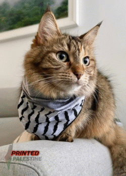 Katten Keffiyeh sjaal uit Palestina