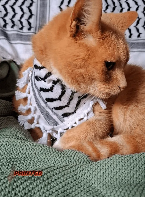 Kat poseert met handgemaakte Palestijnse keffiyeh sjaal voor huisdieren